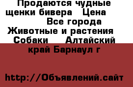 Продаются чудные щенки бивера › Цена ­ 25 000 - Все города Животные и растения » Собаки   . Алтайский край,Барнаул г.